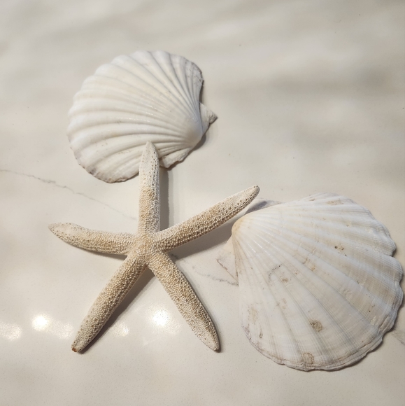 Hawaiian Driftwood, Shells and Seaglass Coastal Beach Craft Items - Picture 8 of 12